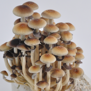 View Psilocybe Cubensis Spores