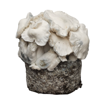 Panaeolus cyanescens 'Jamaica' 10ml spore vial