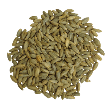 Rye Grain