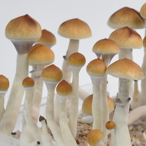 PES Amazonian psilocybe cubensis mushrooms