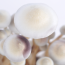 Albino A+ psilocybe cubensis caps