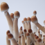 Burma psilocybe cubensis magic mushrooms