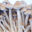Hawaiian PES psilocybe cubensis mushroom flush