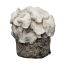 Jack Frost Psilocybe cubensis
