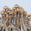 Mazatapec psilocybe cubensis mushroom flush