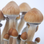 cambodia psilocybe cubensis mushrooms