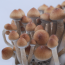 Orissa India psilocybe cubensis mushrooms