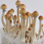 Amazonian PES psilocybe cubensis mushroom with nipple