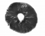 Golden Teacher psilocybe cubensis spore print