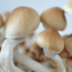Red Boys 'red spore' psilocybe cubensis mushrooms