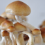 Red Boys 'red spore' psilocybe cubensis mushrooms